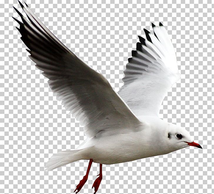 Gull PNG, Clipart, Gull Free PNG Download