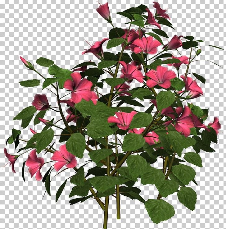 Hibiscus Plant Information PNG, Clipart, Annual Plant, Branch, Clip Art, Cut Flowers, Flower Free PNG Download