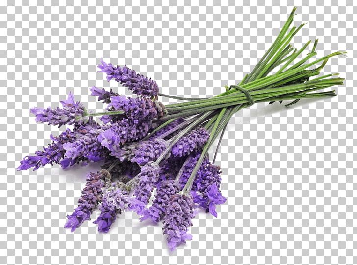 Lavender Bunch Close Up PNG, Clipart, Flowers, Lavender, Nature Free PNG Download