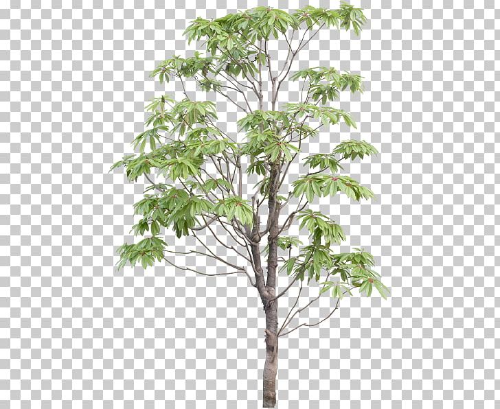 Tree PNG, Clipart, Branch, Download, Encapsulated Postscript, Flowerpot, Green Free PNG Download