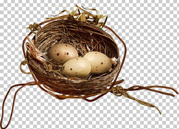 Bird Nest Egg PNG, Clipart, Animals, Ant Nest, Bird, Bird Nest, Bird Nest Vector Free PNG Download