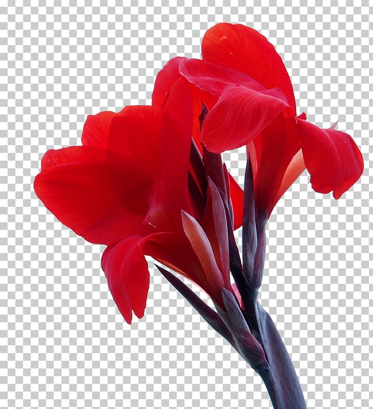 Canna Indica Flower Icon PNG, Clipart, Beautiful, Beautiful Flowers, Big, Big Flower, Canna Free PNG Download
