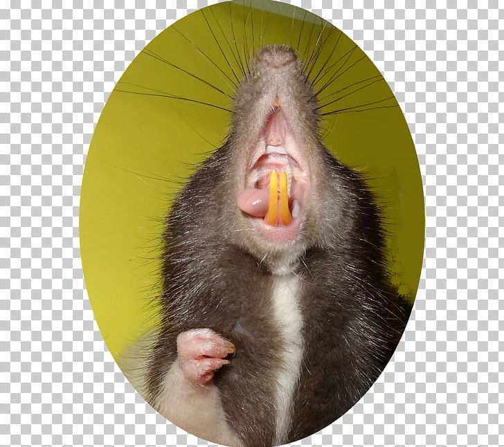 Rat Macaque Tooth Gebiss Incisor PNG, Clipart, Animals, Backenzahn, Cercopithecidae, Facial Expression, Fancy Rat Free PNG Download