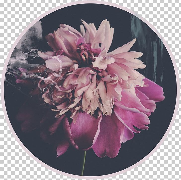 Peony Digital Photography Cut Flowers 24/7 PNG, Clipart, 22 May, 247, Chrysanthemum, Chrysanths, Com Free PNG Download