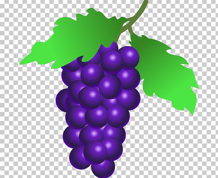 Common Grape Vine Wine Grappa Berry PNG, Clipart, Berry, Cartoon Grapes Cliparts, Common Grape Vine, Drawing, Flowering Plant Free PNG Download