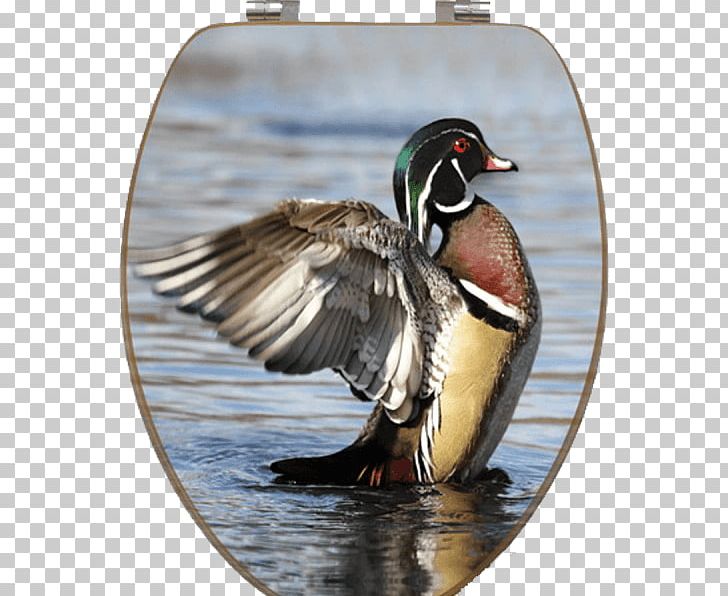 Mallard Wood Duck Stock Photography Waterfowl Hunting PNG, Clipart, Aix, Anas, Beak, Bird, Branta Free PNG Download