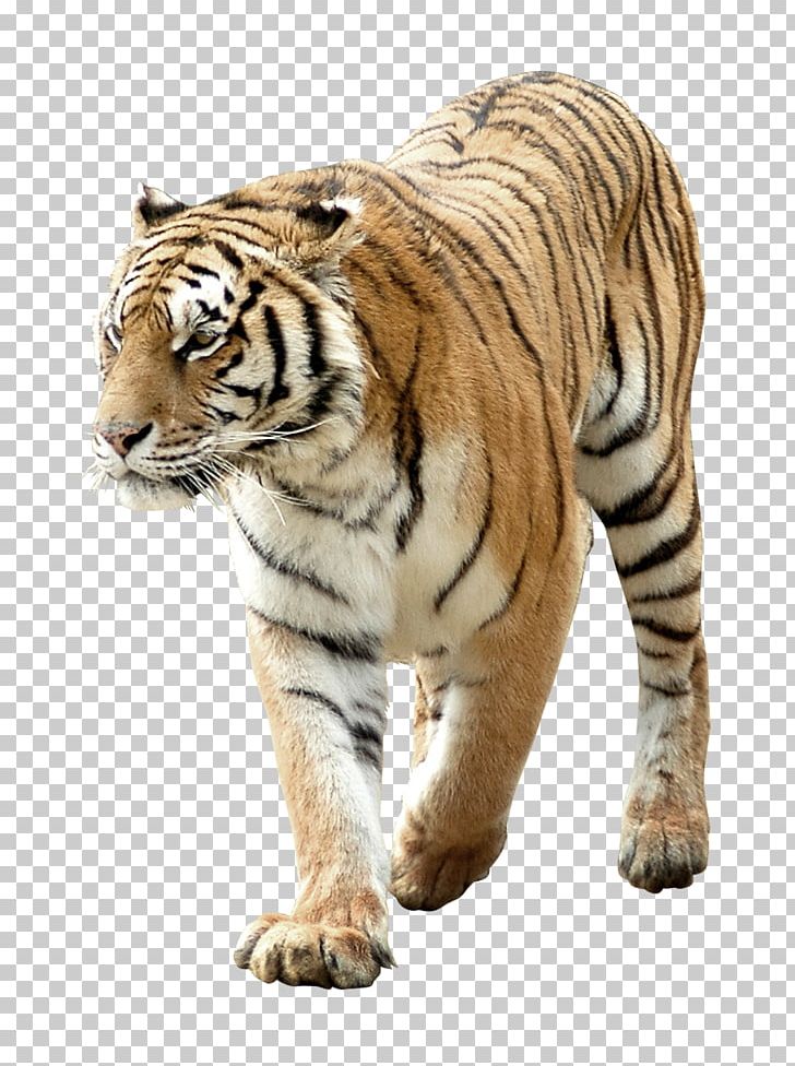 Tiger Paper Sticker PNG, Clipart, Animal, Animals, Big Cats, Carnivoran, Cat Like Mammal Free PNG Download