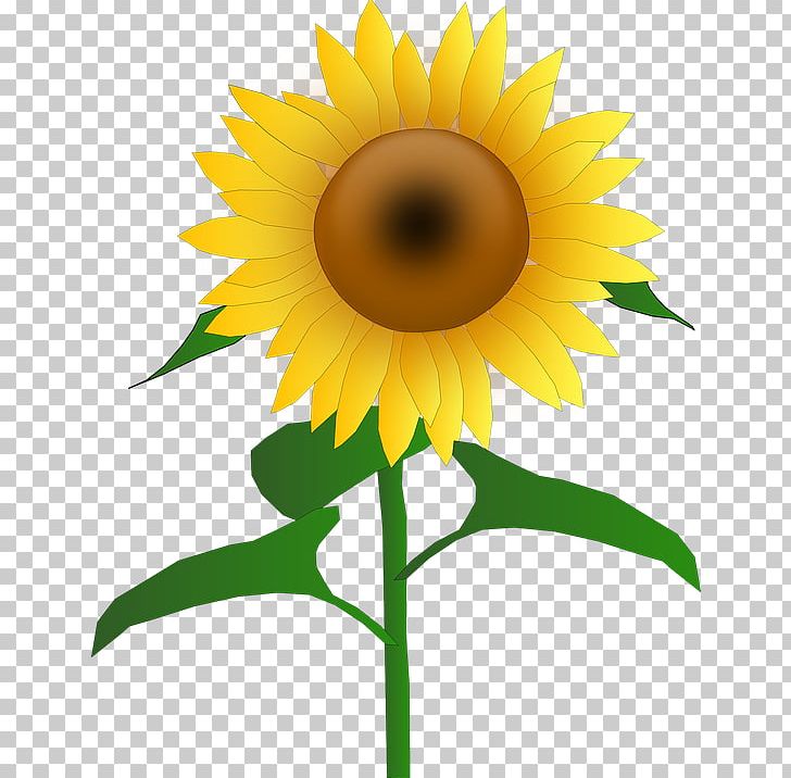 Common Sunflower PNG, Clipart, Common Sunflower, Daisy Family, Document, Download, Flower Free PNG Download