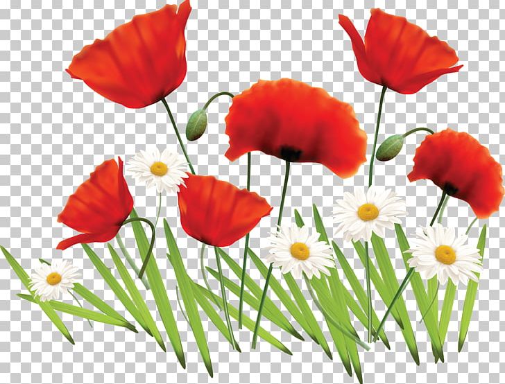 Flower Illustration PNG, Clipart, Annual Plant, Common Daisy, Coquelicot, Creative Flower, Encapsulated Postscript Free PNG Download