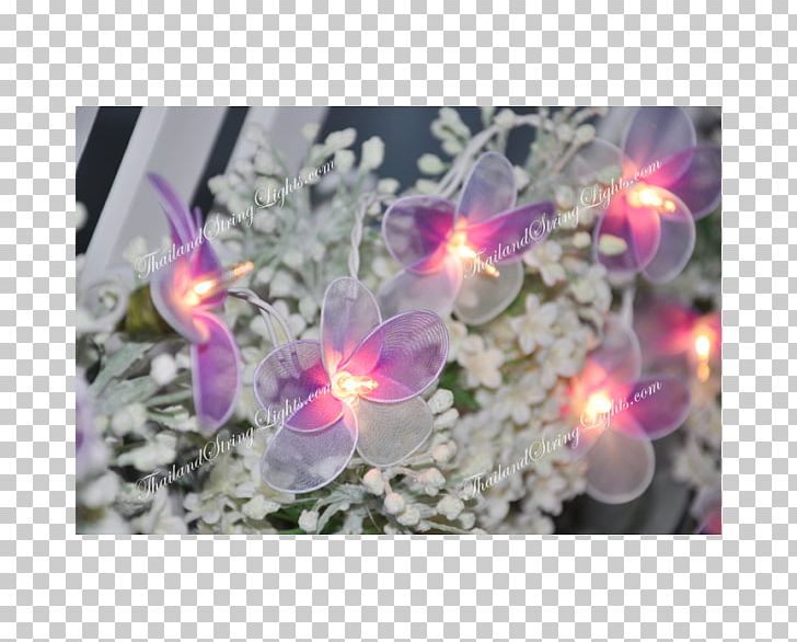 Flowering Plant PNG, Clipart, Bulb, Flora, Flower, Flowering Plant, Magenta Free PNG Download