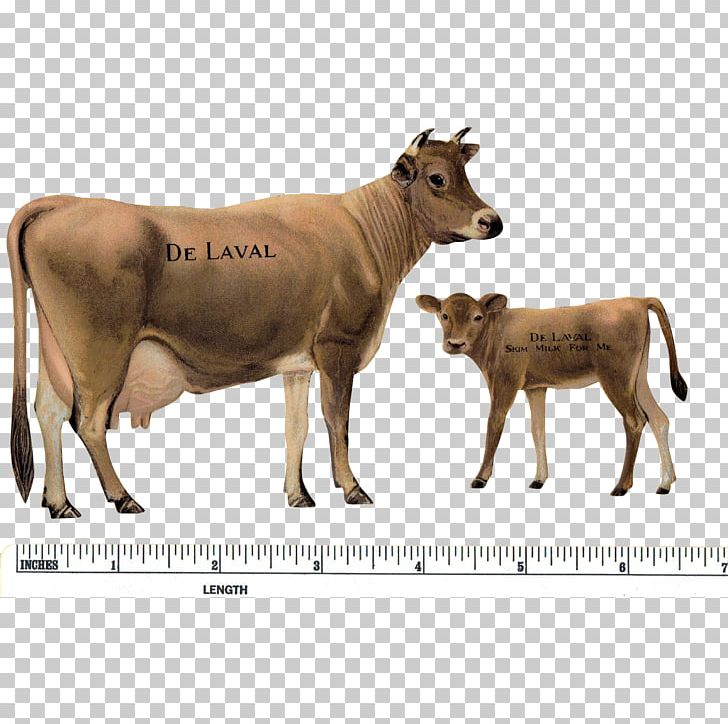 Jersey Cattle Cow-calf Operation Ox DeLaval PNG, Clipart, Advertising, Animals, Bull, Calf, Cattle Free PNG Download