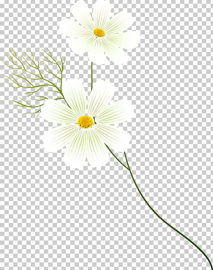 Kosmos 35 Kosmos 27 PNG, Clipart, Cosmos, Cosmos Flower, Cut Flowers, Daisy, Daisy Family Free PNG Download