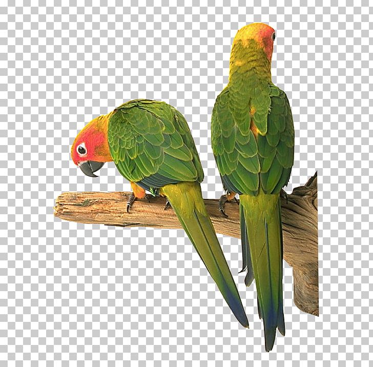 Lovebird Parakeet Riddle Child PNG, Clipart, Animals, Beak, Bird Supply, Child, Child Development Free PNG Download