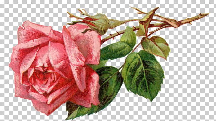 Rose Pink PNG, Clipart, Artificial Flower, China Rose, Cli, Cut Flowers, Digital Image Free PNG Download