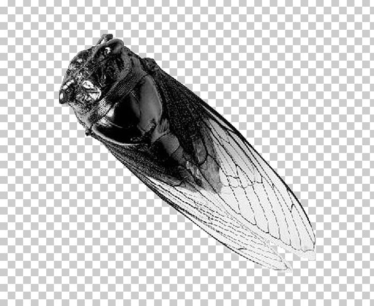 Insect Bird Cicadidae Wing Transparency And Translucency PNG, Clipart, Background Black, Bird, Black, Black Background, Black Hair Free PNG Download
