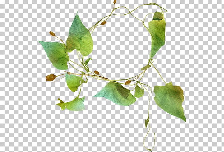 Portable Network Graphics Leaf Photograph Centerblog PNG, Clipart, Branch, Centerblog, Drawing, Google Images, Green Free PNG Download