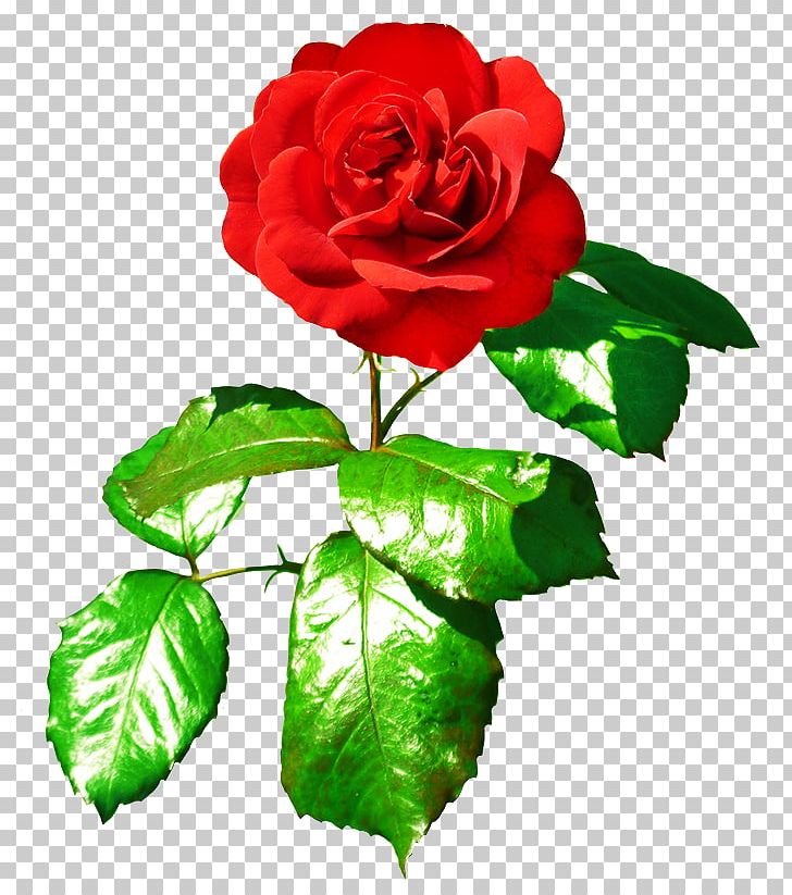 Rose Valentine's Day Red Pink PNG, Clipart, China Rose, Color, Cut Flowers, Floral Design, Floribunda Free PNG Download