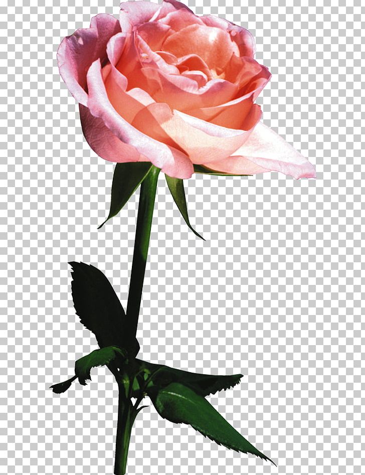 Still Life: Pink Roses Beach Rose Garden Roses PNG, Clipart, Beach Rose, Bud, Cut Flowers, Desktop Wallpaper, Dogrose Free PNG Download