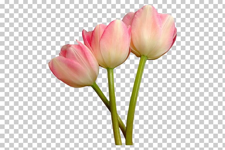 Tulip Mania Petal Cut Flowers PNG, Clipart, Blue Rose, Bud, Bulb, Cut Flowers, Element Free PNG Download