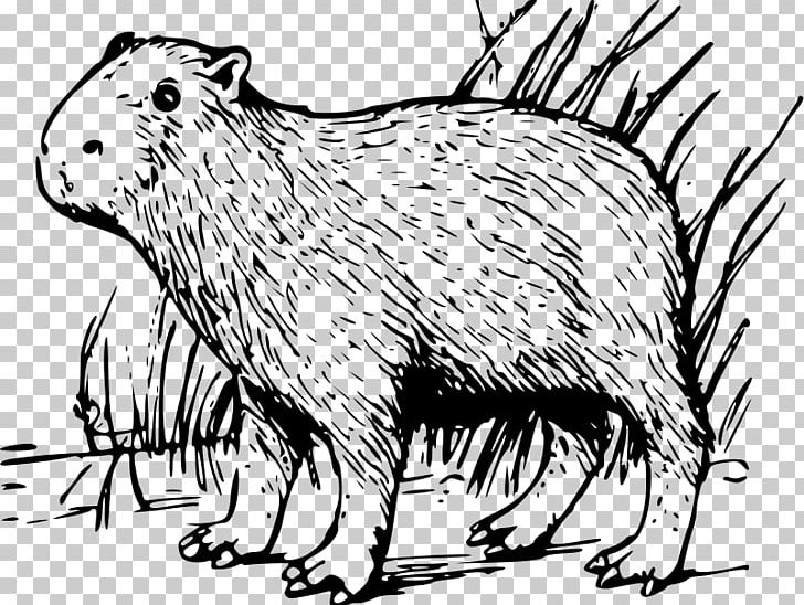 Capybara Rodent PNG, Clipart, Beaver, Black And White, Capybara, Carnivoran, Coloring Book Free PNG Download