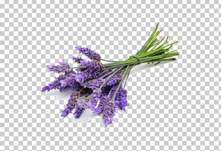 English Lavender DoTerra Essential Oil Lavender Oil PNG, Clipart, Aroma Compound, Doterra, English Lavender, Essential Oil, Flower Free PNG Download