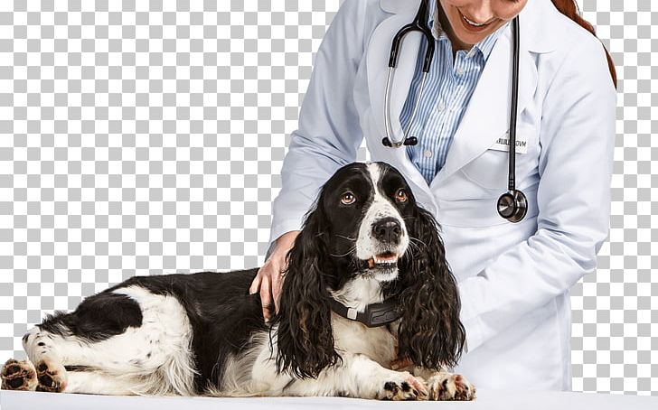 English Springer Spaniel Veterinarian Pet Cat Dog Walking PNG, Clipart, Animals, Cancer In Cats, Cat, Companion Dog, Dog Free PNG Download