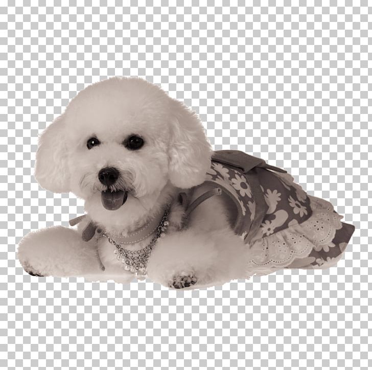 Formosan Mountain Dog Puppy Cat Pet PNG, Clipart, Animal, Animals, Baby Clothes, Bichon, Bichon Frise Free PNG Download