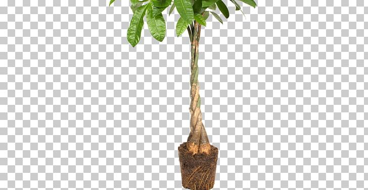 Guiana Chestnut Flowerpot Palm Trees Architecture Portable Network Graphics PNG, Clipart, Architecture, Arecales, Branch, Cone, Convenience Food Free PNG Download
