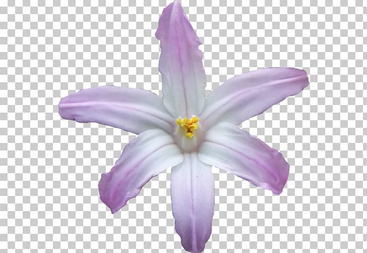 Lilac Violet Purple Crocus Flower PNG, Clipart, Crocus, Family, Flower, Flowering Plant, Herbaceous Plant Free PNG Download