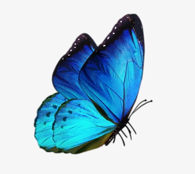 Blue Butterfly PNG, Clipart, Antiquity, Beautiful, Blue, Blue Clipart, Butterfly Free PNG Download