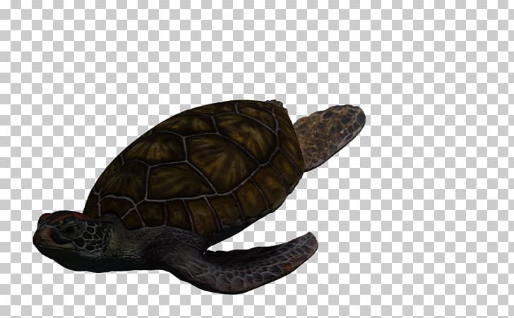 Box Turtles Green Sea Turtle Tortoise PNG, Clipart, Animal, Box Turtle, Box Turtles, Chelydridae, Copy1 Free PNG Download