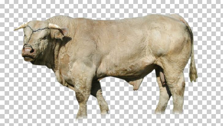 Calf Ox Bison Bull Horn PNG, Clipart, Animal, Bison, Bull, Calf, Cattle Like Mammal Free PNG Download