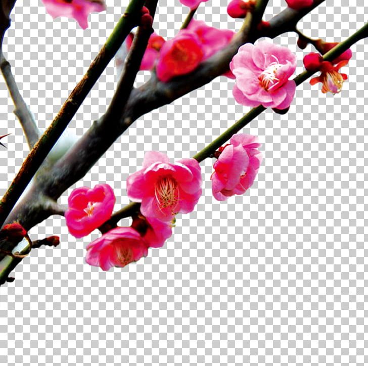 Cherry Blossom Peach Pink PNG, Clipart, Blossom, Blossoms, Branch, Cherry Blossom, Cherry Blossoms Free PNG Download