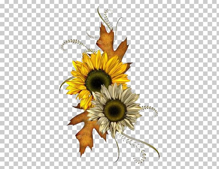 Common Sunflower Autumn PNG, Clipart, Cartoon, Chrysanthemum Chrysanthemum, Chrysanthemums, Daisy Family, Flower Free PNG Download