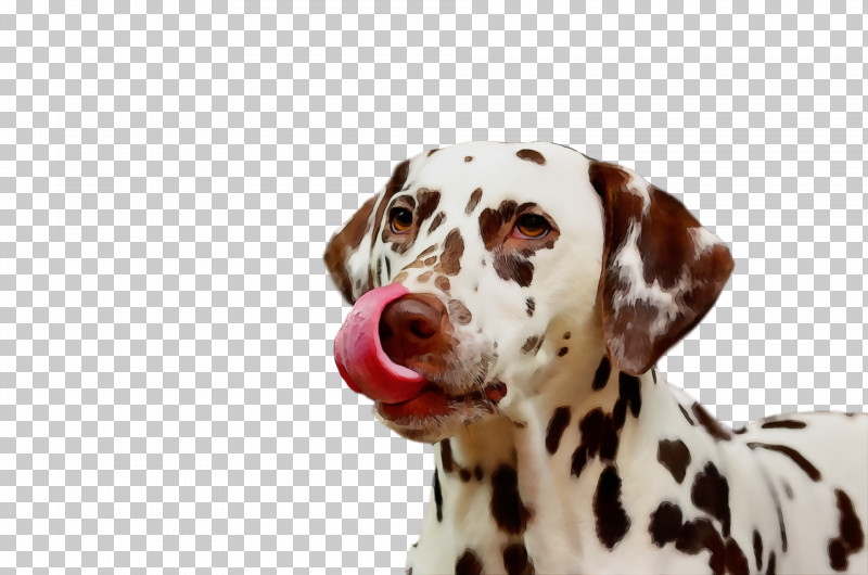 Dalmatian Pug Havanese Dog Puppy Non-sporting Group PNG, Clipart, Breed, Companion Dog, Dalmatian, Dog, Havanese Dog Free PNG Download