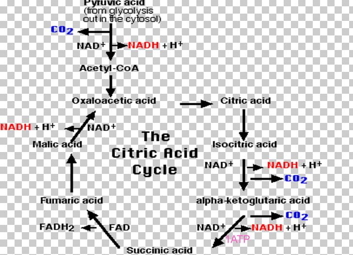 Cellular Respiration Citric Acid Cycle Carbon Dioxide Pyruvic Acid PNG, Clipart, Anaerobic Respiration, Angle, Area, Biology, Brand Free PNG Download