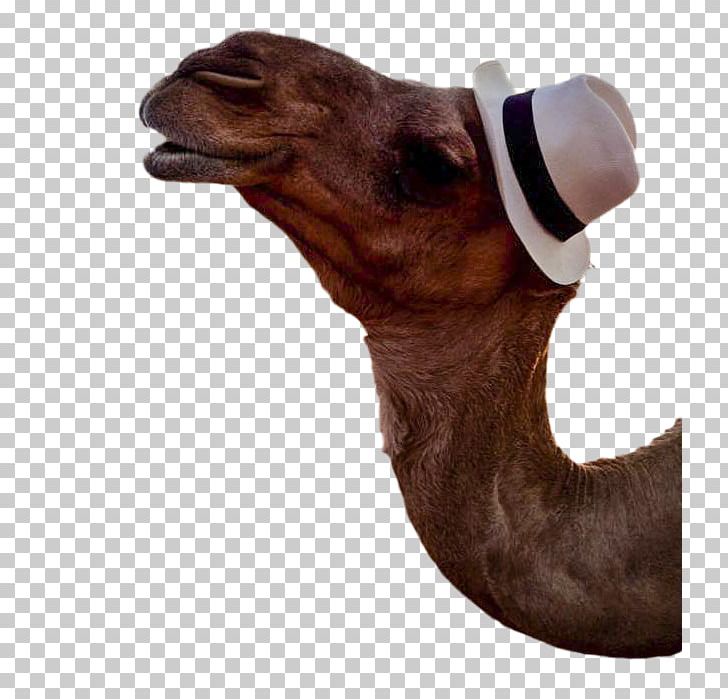 Dromedary Snout Camel PNG, Clipart, Arabian Camel, Camel, Camel Like Mammal, Dromedary, Livestock Free PNG Download