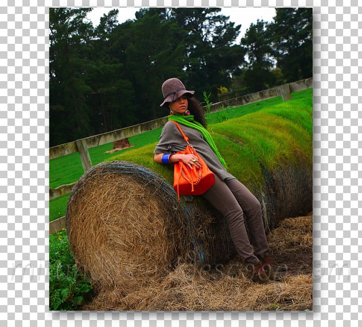 Lawn Soil Farm Tree PNG, Clipart, Agriculture, Farm, Field, Grass, Hay Free PNG Download