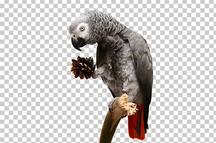Yellow-collared Lovebird Parrot Rosy-faced Lovebird Reptile PNG, Clipart, African Grey, Animals, Beak, Bird, Budgerigar Free PNG Download