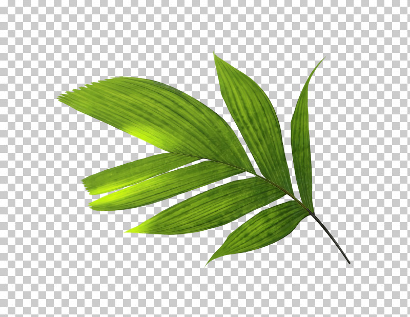 Leaf Plant Stem Grasses Plants Science PNG, Clipart, Biology, Grasses, Leaf, Plants, Plant Stem Free PNG Download
