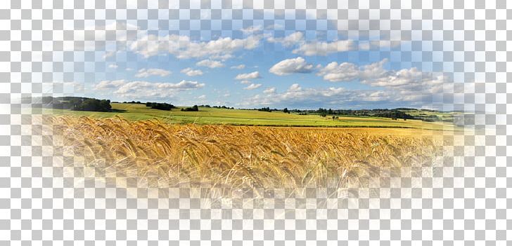 corn farm clipart background