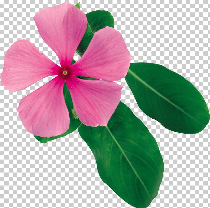 Flower Petal Megabyte PNG, Clipart, Annual Plant, Barometer, Education Science, Flower, Flowering Plant Free PNG Download