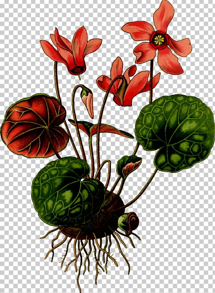Art Forms In Nature Cyclamen Hederifolium Flower Cyclamen Coum PNG, Clipart, Art Forms In Nature, Cut Flowers, Cyclamen, Cyclamen Coum, Cyclamen Hederifolium Free PNG Download