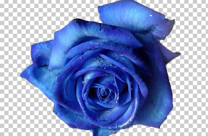 Blue Rose PNG, Clipart, Blue, Blue Flower, Blue Rose, Clip Art, Cobalt Blue Free PNG Download