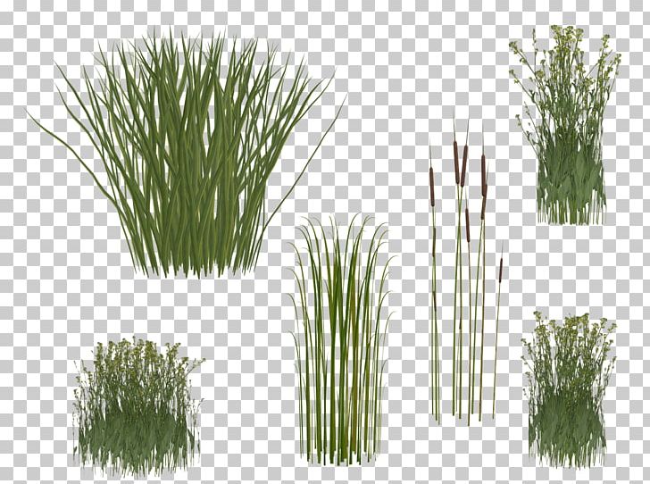 Calamagrostis Acutiflora Bamboo Reed PNG, Clipart, Bamboo, Beet, Calamagrostis, Calamagrostis Acutiflora, Chrysopogon Zizanioides Free PNG Download