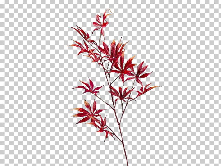 Maple Leaf Branch Flower PNG, Clipart, Blog, Branch, Drawing, Flower, Flowering Plant Free PNG Download