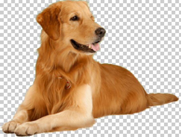 Portable Network Graphics Puppy Golden Retriever Pet PNG, Clipart, Animals, Carnivoran, Com, Companion Dog, Dog Free PNG Download