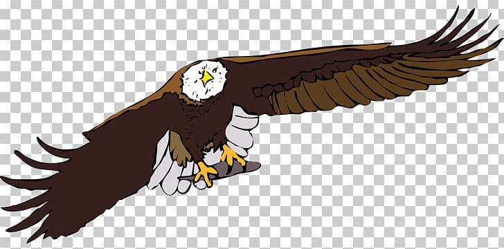 Bald Eagle PNG, Clipart, Accipitriformes, Animals, Bald Eagle, Beak, Bird Free PNG Download