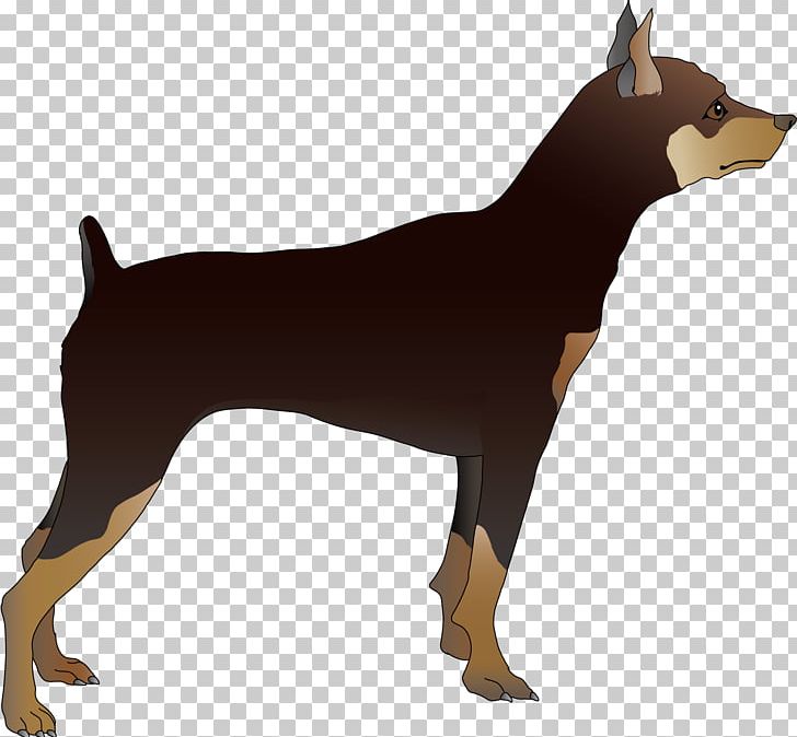 Dobermann Miniature Pinscher German Pinscher Manchester Terrier Dog Breed PNG, Clipart, Ancient Dog Breeds, Animal, Animals, Black And Tan Terrier, Canidae Free PNG Download