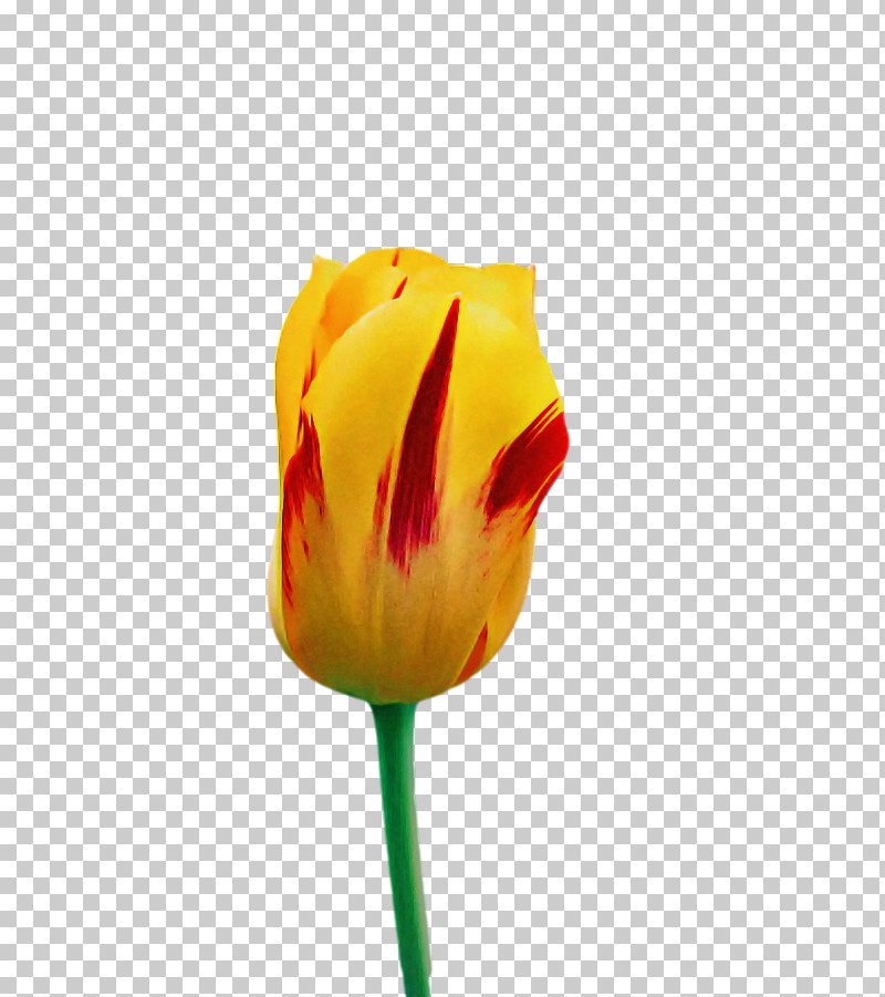Plant Stem Cut Flowers Tulip Bud Petal PNG, Clipart, Biology, Bud, Closeup, Cut Flowers, Flower Free PNG Download